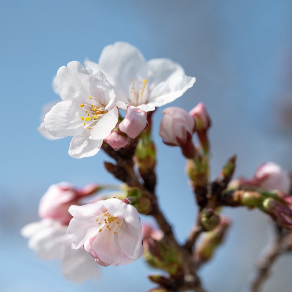 【お花見情報】千光寺公園 臨時バス・シャトルバス運行のお知らせ(3/28・29、4/4・5)