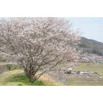 御調町の桜風景