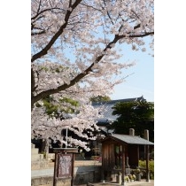 宝土寺の桜