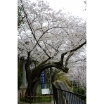 千光寺公園のシンボル桜