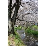 桜が散り始めた桜土手