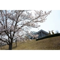 園鍔勝三彫刻美術館の桜