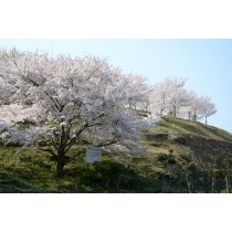 園鍔記念公園の桜