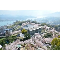 桜が咲き誇る千光寺公園