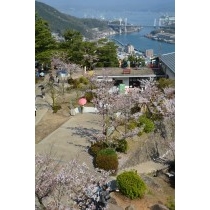 桜が咲き誇る千光寺公園