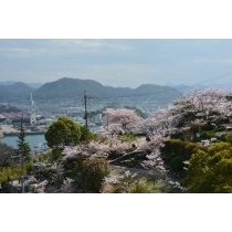 ロープウェイから見る千光寺公園の桜風景