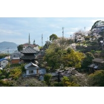 ロープウェイから見る千光寺公園の桜風景