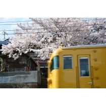 正一位稲荷大明神の桜