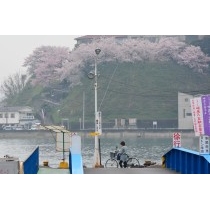 渡船の桟橋と桜のある風景