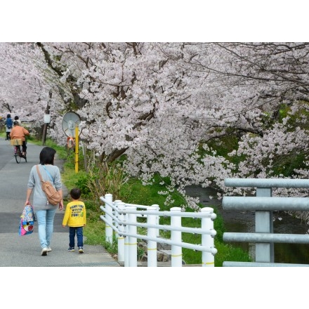 満開の桜土手