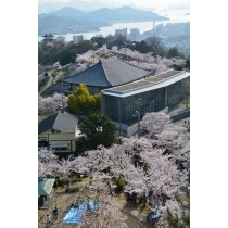 千光寺公園の桜風景