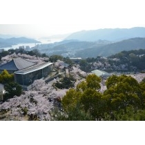 千光寺公園の桜風景