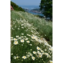 千光寺公園の除虫菊畑