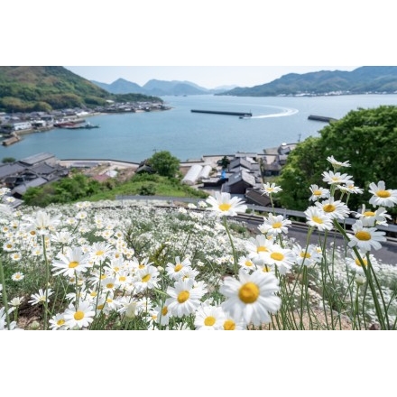 重井西港斜面の除虫菊畑