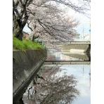 桜咲く桜土手