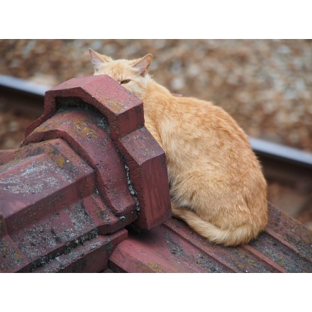 光明寺階段の猫 