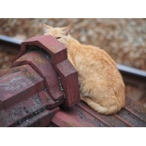 光明寺階段の猫 