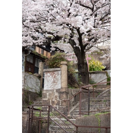 正一位稲荷大明神の桜