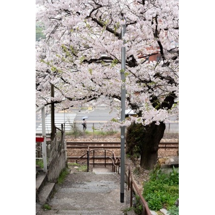 正一位稲荷大明神の桜