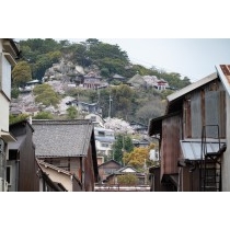 市街地から見る千光寺の桜