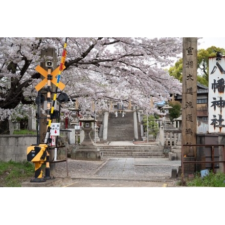 久保八幡神社の桜