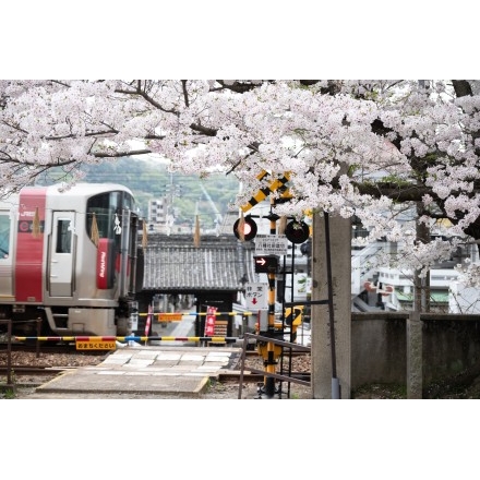 久保八幡神社の桜