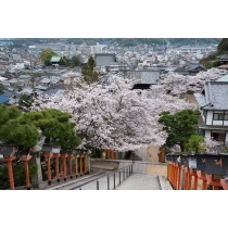 西國寺の桜