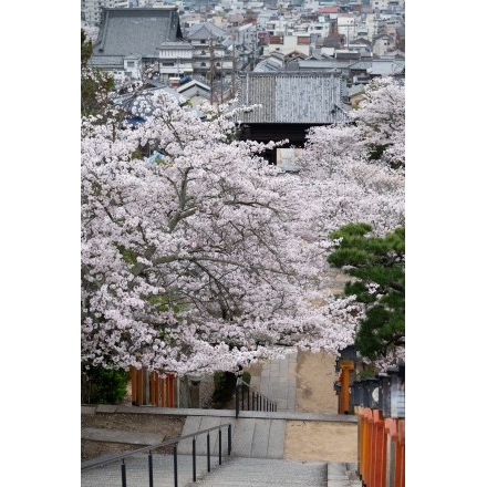 西國寺の桜