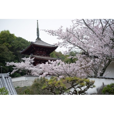 西國寺の桜