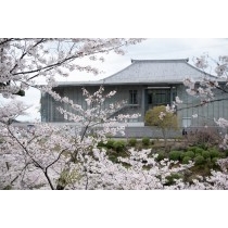 桜咲く千光寺公園