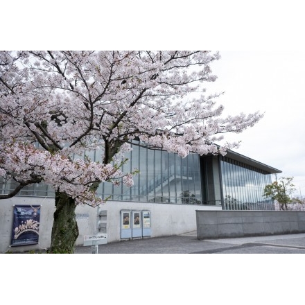 桜咲く千光寺公園