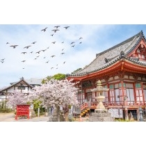 浄土寺の桜風景
