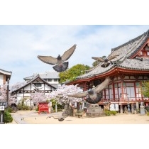 浄土寺の桜風景