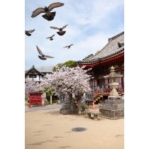 浄土寺の桜風景