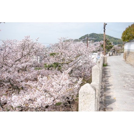 浄土寺参道の桜