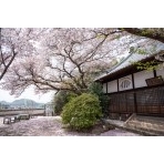桜が咲く信行寺