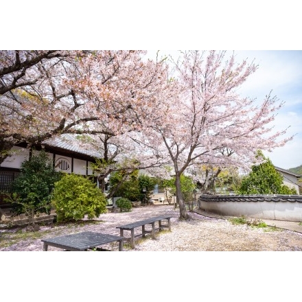 桜が咲く信行寺