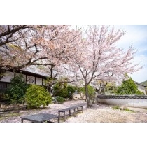 桜が咲く信行寺