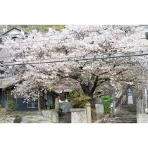 正一位稲荷大明神の桜