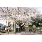 久保八幡神社の桜
