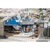 久保八幡神社の桜