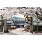 久保八幡神社の桜