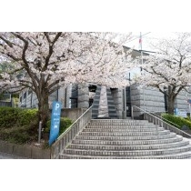 尾道市立中央図書館の桜