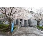 尾道市立中央図書館の桜