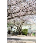 西郷寺の桜越しに見る旧久保小学校