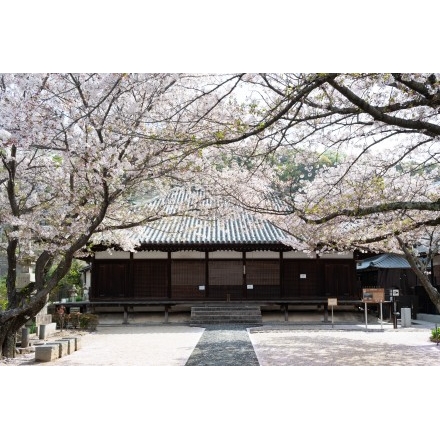 西郷寺の桜