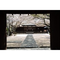 西郷寺の桜