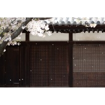 西郷寺の桜