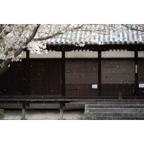 西郷寺の桜