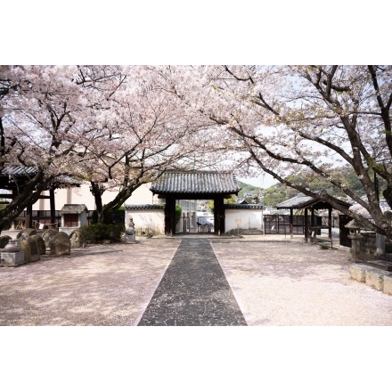 西郷寺の桜